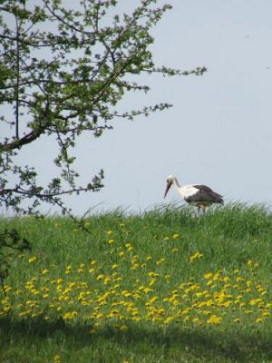 Grafika #18: 05.05.2015 - Spotkanie ze Strażakami