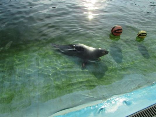 Grafika #21: 05.11.2014 - Wycieczka do Sea Parku w Sarbsku