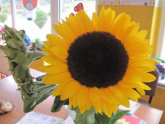 Grafika #54: 07.10.2014 - Dzień Słonecznika