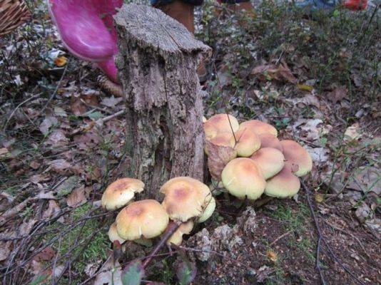 Grafika #4: 19.09.2014 - Wycieczka do lasu w ramach akcji "Sprzątanie Świata"