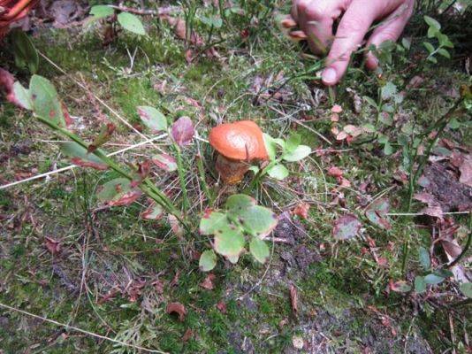 Grafika #13: 19.09.2014 - Wycieczka do lasu w ramach akcji "Sprzątanie Świata"