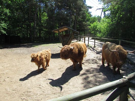 Grafika #74: 07.06.2016 Wycieczka gr. II i III do Parku Dinozaurów cz. II