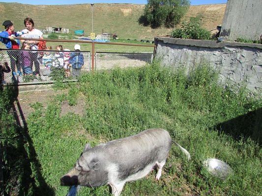 Grafika #13: 06.06.2016 Wycieczka gr.I do Mini Zoo-Arki Noego