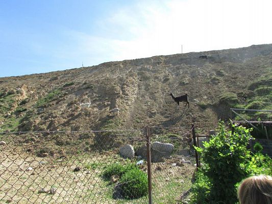 Grafika #38: 06.06.2016 Wycieczka gr.I do Mini Zoo-Arki Noego