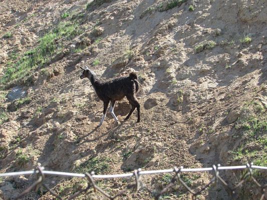 Grafika #39: 06.06.2016 Wycieczka gr.I do Mini Zoo-Arki Noego