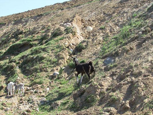 Grafika #40: 06.06.2016 Wycieczka gr.I do Mini Zoo-Arki Noego