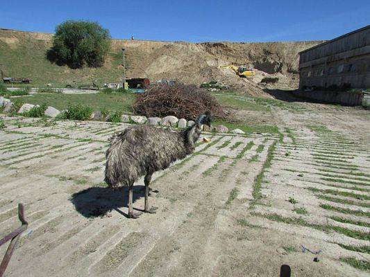 Grafika #52: 06.06.2016 Wycieczka gr.I do Mini Zoo-Arki Noego