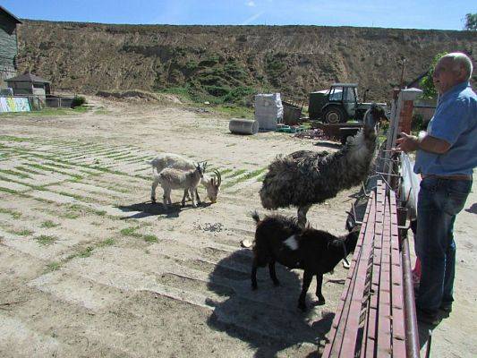 Grafika #56: 06.06.2016 Wycieczka gr.I do Mini Zoo-Arki Noego