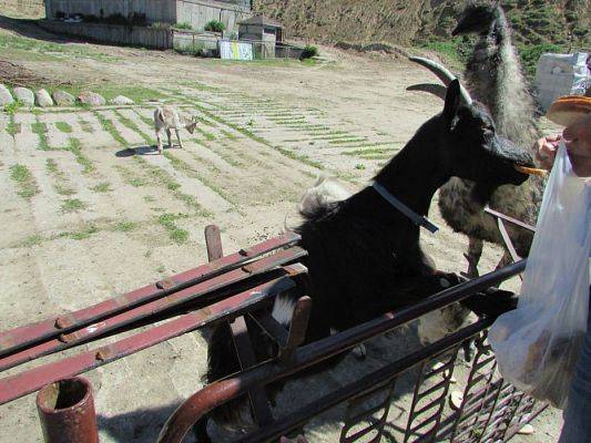 Grafika #59: 06.06.2016 Wycieczka gr.I do Mini Zoo-Arki Noego