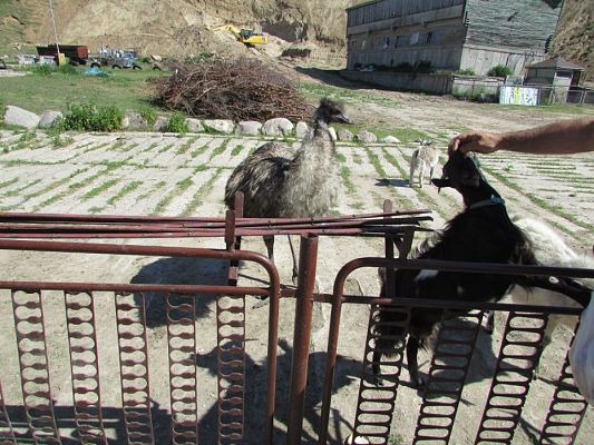 Grafika #60: 06.06.2016 Wycieczka gr.I do Mini Zoo-Arki Noego