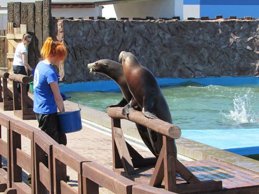 Grafika #77: 06.05.2016 Wycieczka do Sea Parku w Sarbsku cz.II