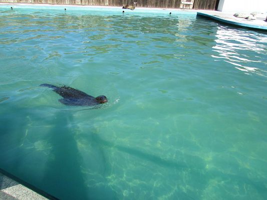 Grafika #12: 06.05.2016 Wycieczka do Sea Parku w Sarbsku cz.I