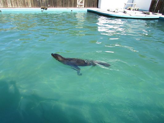 Grafika #15: 06.05.2016 Wycieczka do Sea Parku w Sarbsku cz.I