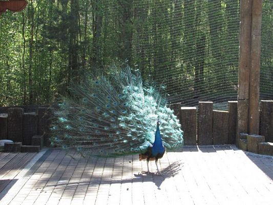 Grafika #89: 06.05.2016 Wycieczka do Sea Parku w Sarbsku cz.I