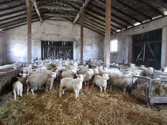 Grafika #8: 08.04.2016 Wycieczka do gospodarstwa rolnego dziadka Zosi