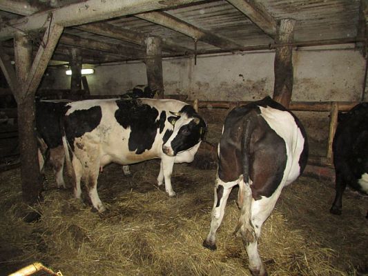 Grafika #30: 08.04.2016 Wycieczka do gospodarstwa rolnego dziadka Zosi