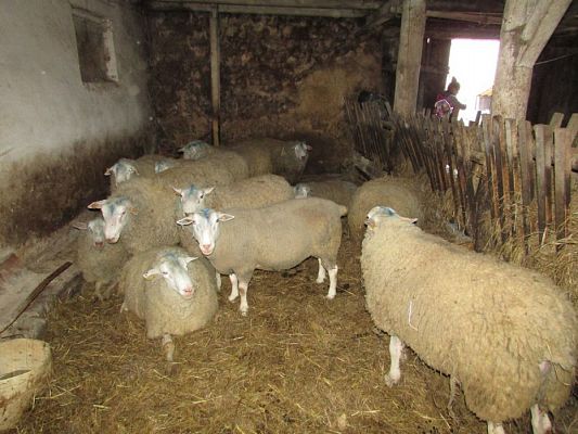 Grafika #35: 08.04.2016 Wycieczka do gospodarstwa rolnego dziadka Zosi