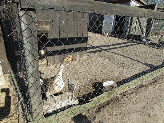 Grafika #40: 08.04.2016 Wycieczka do gospodarstwa rolnego dziadka Zosi