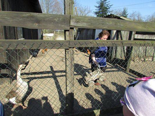 Grafika #44: 08.04.2016 Wycieczka do gospodarstwa rolnego dziadka Zosi