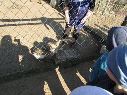 Grafika #45: 08.04.2016 Wycieczka do gospodarstwa rolnego dziadka Zosi