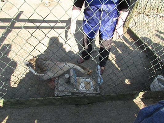 Grafika #46: 08.04.2016 Wycieczka do gospodarstwa rolnego dziadka Zosi