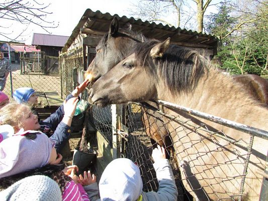 Grafika #51: 08.04.2016 Wycieczka do gospodarstwa rolnego dziadka Zosi