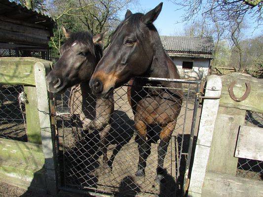 Grafika #54: 08.04.2016 Wycieczka do gospodarstwa rolnego dziadka Zosi
