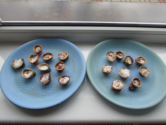 Grafika #22: 09.03.2016 Zajęcia dydaktyczne - "Wiosenna uprawa roślin"