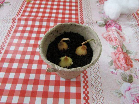 Grafika #28: 09.03.2016 Zajęcia dydaktyczne - "Wiosenna uprawa roślin"