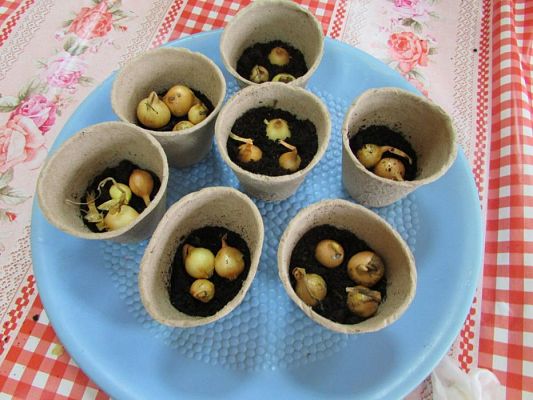 Grafika #31: 09.03.2016 Zajęcia dydaktyczne - "Wiosenna uprawa roślin"