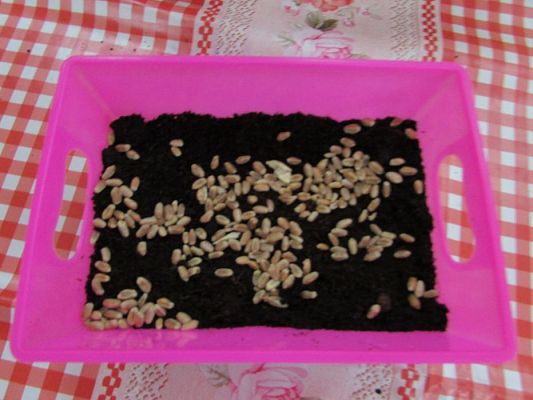 Grafika #37: 09.03.2016 Zajęcia dydaktyczne - "Wiosenna uprawa roślin"