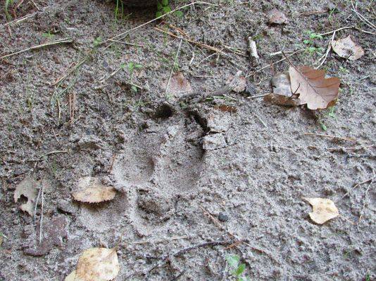 Grafika #9: 24.09.2015 - Wycieczka do lasu cz.II