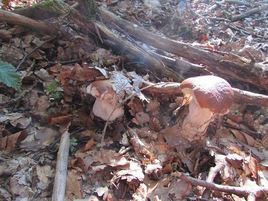 Grafika #11: 24.09.2015 - Wycieczka do lasu cz.II