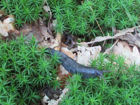 Grafika #14: 24.09.2015 - Wycieczka do lasu cz.II