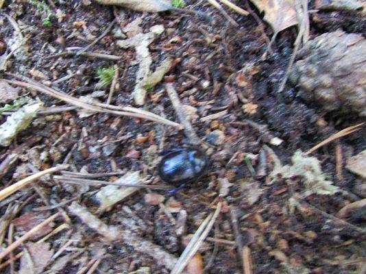 Grafika #22: 24.09.2015 - Wycieczka do lasu cz.II