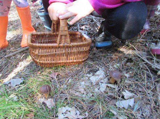 Grafika #25: 24.09.2015 - Wycieczka do lasu cz.II