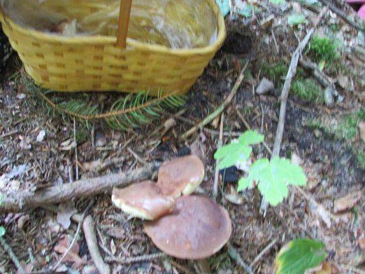 Grafika #34: 24.09.2015 - Wycieczka do lasu cz.II