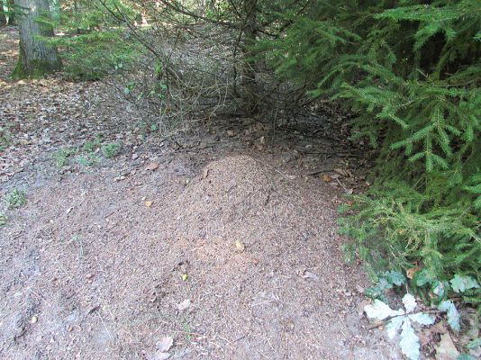 Grafika #36: 24.09.2015 - Wycieczka do lasu cz.II