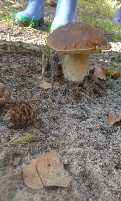 Grafika #5: 24.09.2015 - Wycieczka do lasu cz.I