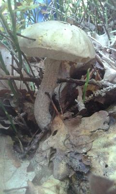 Grafika #7: 24.09.2015 - Wycieczka do lasu cz.I