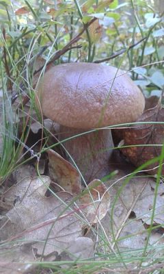 Grafika #11: 24.09.2015 - Wycieczka do lasu cz.I