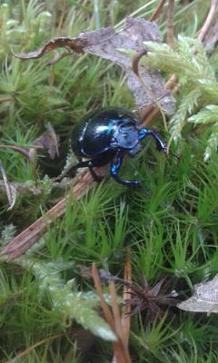 Grafika #14: 24.09.2015 - Wycieczka do lasu cz.I