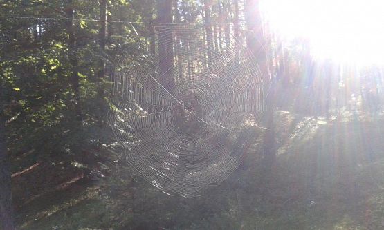 Grafika #22: 24.09.2015 - Wycieczka do lasu cz.I