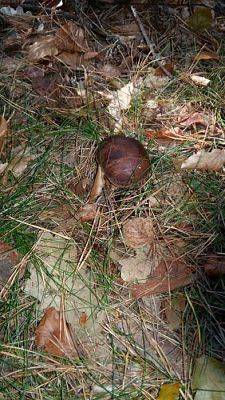 Grafika #30: 24.09.2015 - Wycieczka do lasu cz.I