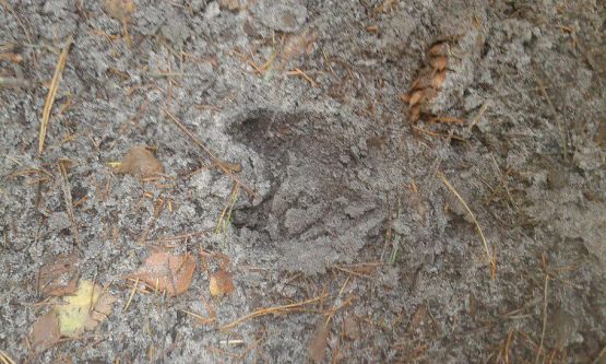 Grafika #36: 24.09.2015 - Wycieczka do lasu cz.I