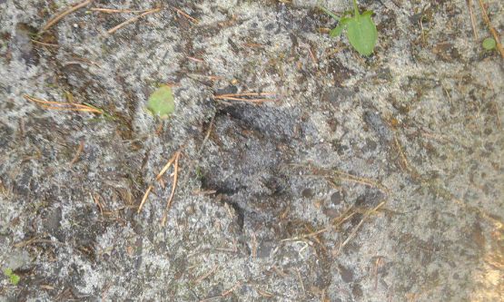 Grafika #41: 24.09.2015 - Wycieczka do lasu cz.I