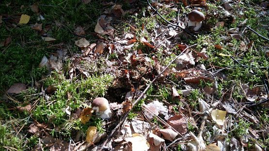 Grafika #45: 24.09.2015 - Wycieczka do lasu cz.I