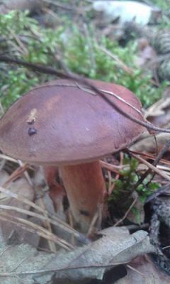 Grafika #47: 24.09.2015 - Wycieczka do lasu cz.I