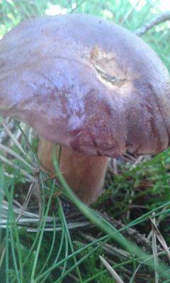 Grafika #48: 24.09.2015 - Wycieczka do lasu cz.I