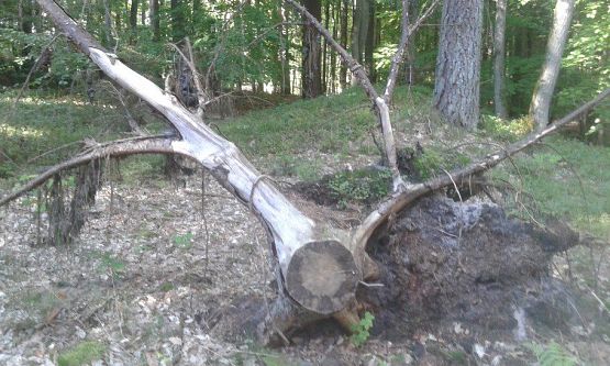 Grafika #57: 24.09.2015 - Wycieczka do lasu cz.I